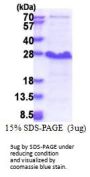 Human NDFIP1 Recombinant Protein