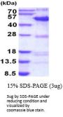 Human SYT11 Recombinant Protein