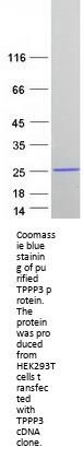 TPPP3 (NM_015964) Human Recombinant Protein