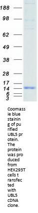 UBL5 (NM_024292) Human Recombinant Protein