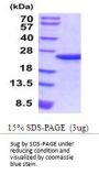 Mouse Myl9 Recombinant Protein