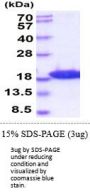 Mouse Map1lc3b Recombinant Protein
