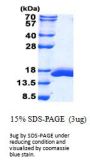 Mouse Galectin-2 Recombinant Protein
