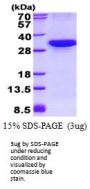 Human ATG10 Recombinant Protein