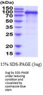 Human CDCP1 Recombinant Protein
