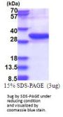 Human Use1/UBE2Z Recombinant Protein