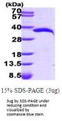 Human NMNAT-1 Recombinant Protein