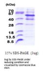 Human PELI2 Recombinant Protein