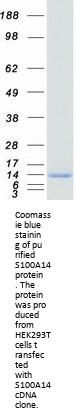 S100 calcium binding protein A14 (S100A14) (NM_020672) Human Recombinant Protein