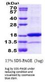 Human PNRC2 Recombinant Protein