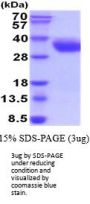 Human CRACC/SLAMF7 Recombinant Protein