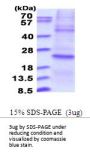 Human DuSP22 Recombinant Protein