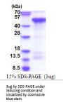 Human CREBZF Recombinant Protein