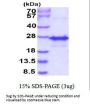 Human FGF-21 (L174P) Recombinant Protein