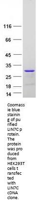 LIN7C (NM_018362) Human Recombinant Protein