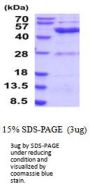 Human ETNK2 Recombinant Protein