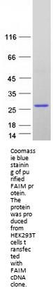 FAIM1 (FAIM) (NM_001033032) Human Recombinant Protein