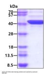 Human FIH-1/HIF-1AN Recombinant Protein