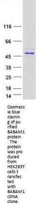 HSPC142 (BABAM1) (NM_014173) Human Recombinant Protein