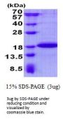 Human SDHAF2 Recombinant Protein
