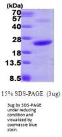 Human NHP2 Recombinant Protein