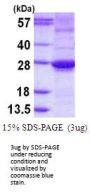 Human ARL15 Recombinant Protein