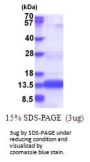 Human COA4 Recombinant Protein