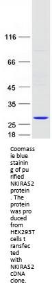 NKIRAS2 (NM_017595) Human Recombinant Protein