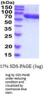 Human FLRT3 Recombinant Protein