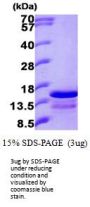 Human Ghrelin/Obestatin Recombinant Protein