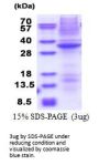 Human DRAK1 Recombinant Protein