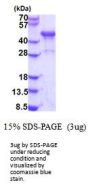 Human NDRG3 Recombinant Protein