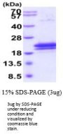 Human IL-17B Recombinant Protein
