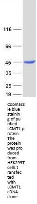 LCMT1 (NM_016309) Human Recombinant Protein
