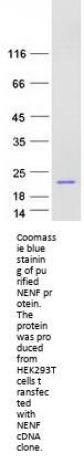 NENF (NM_013349) Human Recombinant Protein
