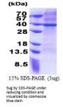 Human MRPS2 Recombinant Protein