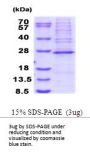 Human MRPS23 Recombinant Protein