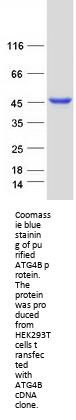 ATG4B (NM_178326) Human Recombinant Protein