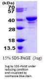 Human UCH-L5/UCH37 Recombinant Protein