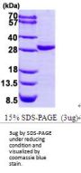 Human CERT Recombinant Protein