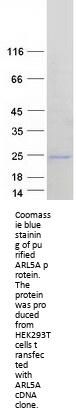 ARL5A (NM_001037174) Human Recombinant Protein