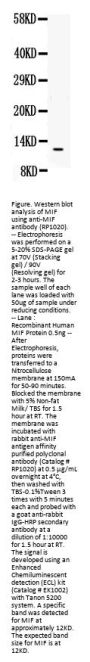 Anti-MIF Antibody Picoband®