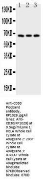 Anti-CD30/TNFRSF8 Antibody PicobandÂ®