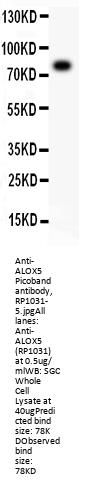 Anti-5 Lipoxygenase/ALOX5 Antibody Picoband®