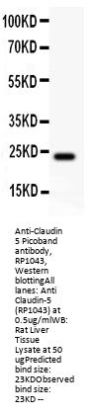 Anti-Claudin 5/CLDN5 Antibody Picoband®