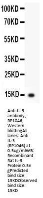 Anti-Interleukin-3 IL3 Antibody Picoband®
