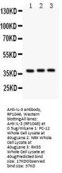 Anti-Interleukin-3 IL3 Antibody Picoband®