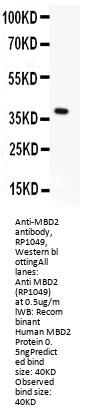 Anti-MBD2 Antibody Picoband®