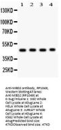 Anti-MBD2 Antibody Picoband®