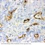 Anti-CD146/MCAM Antibody Picoband®